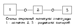 Схема строения молекулы гликозида