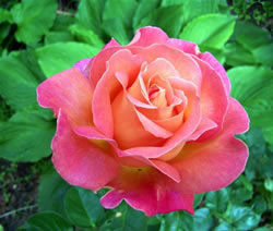Роза - царица среди цветов