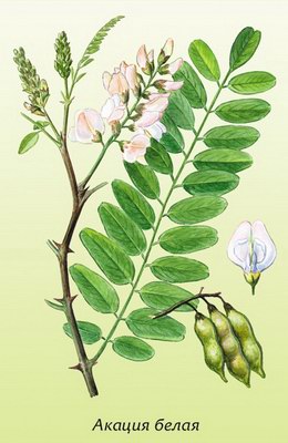   (-) - Robinia pseudoacacia L.