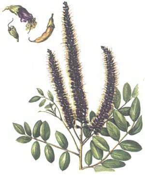   - Amorpha fruticosa L.