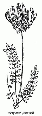   ( ) - Astragalus danicus L.