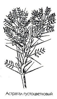   - Astragalus piletocladus Freyn et Sint.
