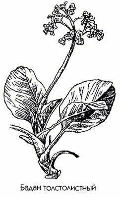   - Bergenia crassifolia (L) Fritsch.