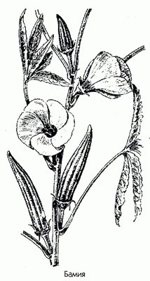  - Hibiscus esculentus L