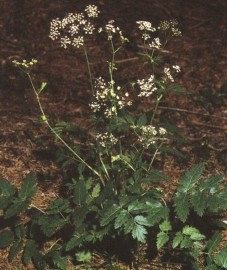 - ( ,  ) - Pimpinella saxifrage L