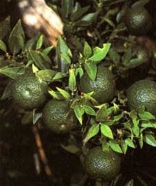  ( ) - Citrus bergamia Risso // Citrus aurantium subsp. bergamia (Risso et Poit) Wight.