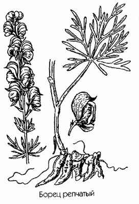   ( ) - Aconitum napellus L