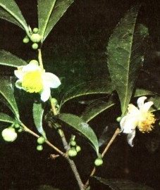    - Camellia sinensis (L) O. Kuntza // Thea sinensis L.