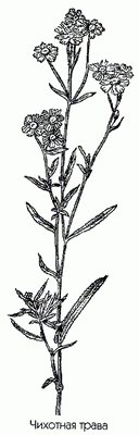   (,  , , ,  ) - Ptarmica vulgaris DC