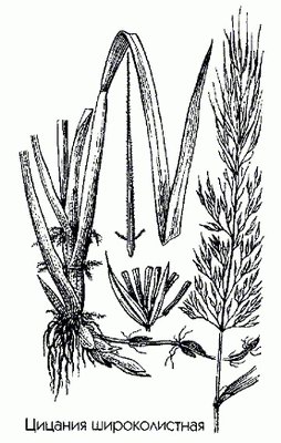   (  ) - Zizania latifolia (Griseb.) Stapf.
