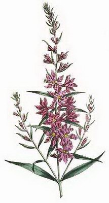   - Lythrum virgata L // Salicaria virgata Moench.