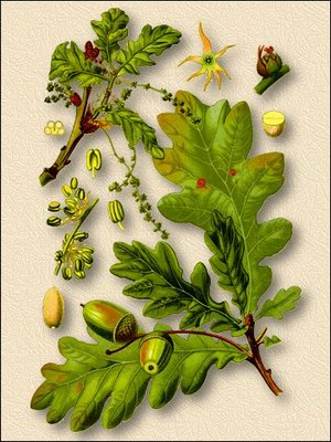   ( ) - Quercus robur L. // Quercus pedunculate Ehrh.