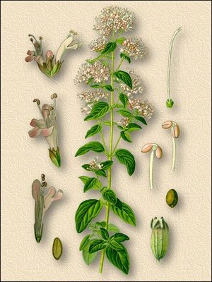 Душица обыкновенная (мята лесная) - Origanum vulgare L.