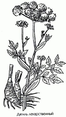   (Angelica archangelica L.;Archangelica officinalis Hoffm.)