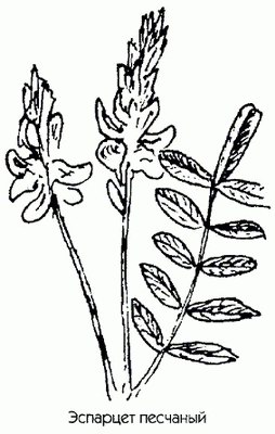   ( ) - Onobrychis arenaria (Kit.) Ser.