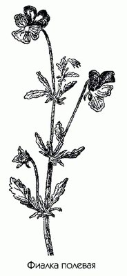   - Viola arvensis Murr.