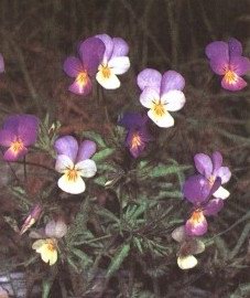   ( ) - Viola tricolor L.
