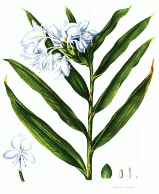   ( ) - Hedychium coronarium Koch. Kaempferia hedychium Lam.
