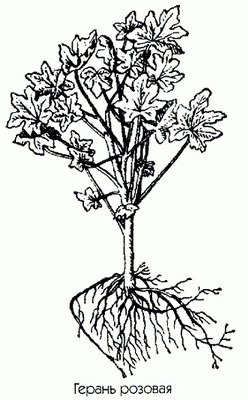   () - Pelargonium roseum Willd.