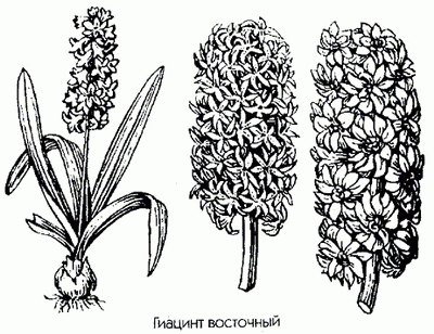   - Hyacinthus orientalis L.