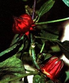 Гибискус сирийский (роза китайская) - Hibiscus syriacus L // Hibiscus chinensis DC