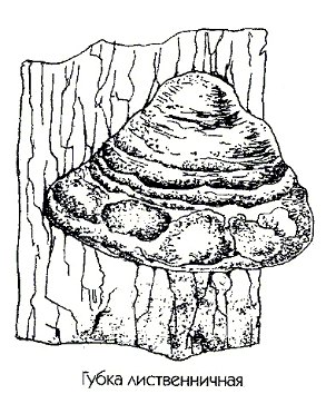   ( , ) - Fomes laricis Murr. // Polyperus officinalis Fiest. Fomitopsis officinalis (Will.) Bond.