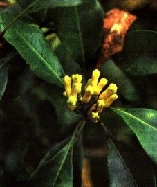   - Caryophyllus aromaticus L Eugenia cariophyllata Thunb.