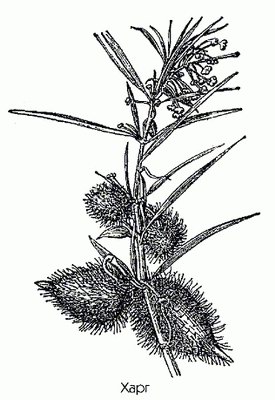  ( ) - Gomphocarpus fruticosus (L.) R. Br.
