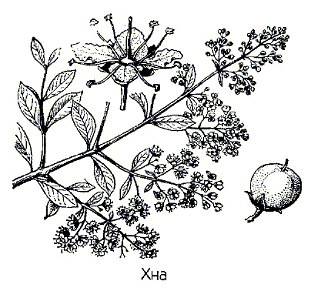  () - Lawsonia inermus L.