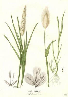   ( , ) - Imperata cylindrica (L.) R . // Lagurus cylindricus L. Imperata arundinacea Cyr.