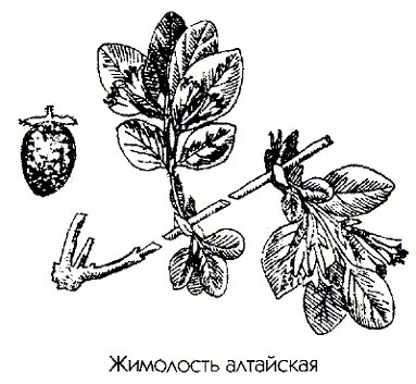   - Lonicera japonica Thunb.