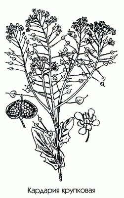  ( ) - Cardaria draba (L.) Desv. // Lepidium draba L