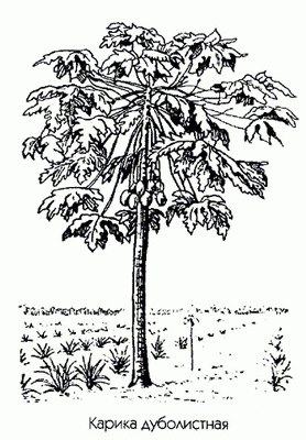   ( ) - Carica quercifolia Benth. et Hock.