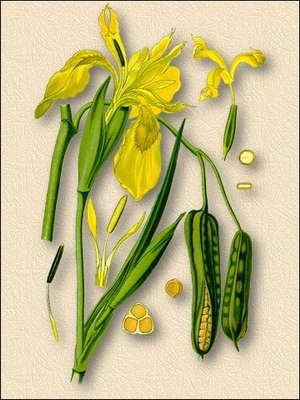   ( ) - Iris pseudacorus L.