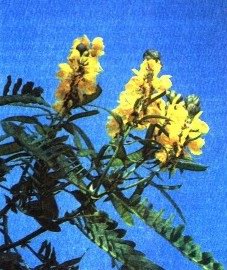   () - Cassia acutifolia Delile.