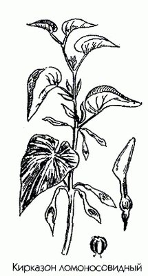   - Aristolochia clematitis L.