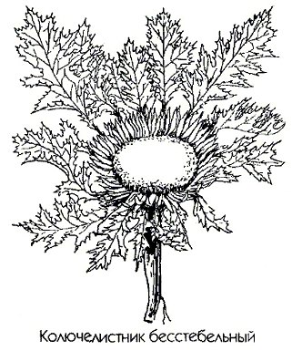   () - Carlina acanthifolia All.