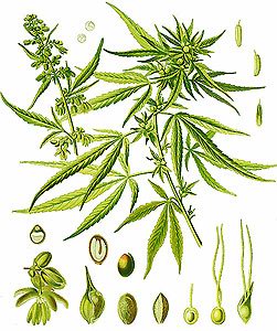   - Cannabis indica L.