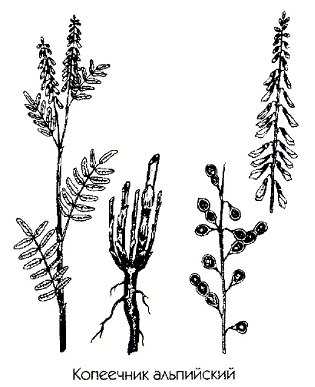   ( ) - Hedysarum alpinum L. // Hedysarum sibiricum Ldb.