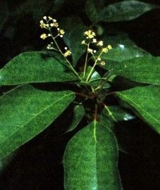   ( ) - Cinnamomum camphora (L.) Nees et Eberm. Laurus camphora L.