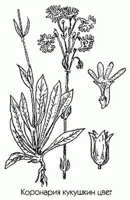    (, ) - Coronaria flos-cuculi (L.) A. Br. // Lychnis flos-cuculi L.