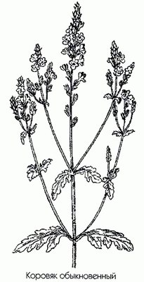   ( ) - Verbascum thapsus L