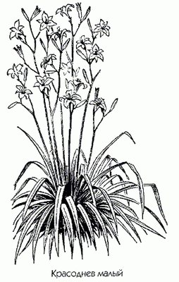   - Hemerocallis lilio-asphodelus L. Hemerocallis minor Miller.