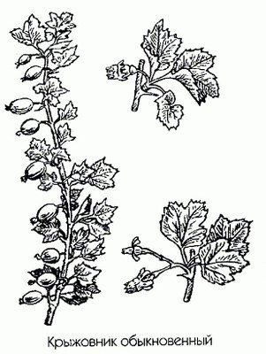   ( ) - Grossularia reclinata (L.) Mill.