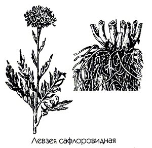   (,  ) - Leusea carthamoides DC