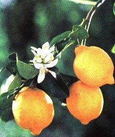  ( ) - Citrus limon Burm. // Citrus limonia Osbeck.