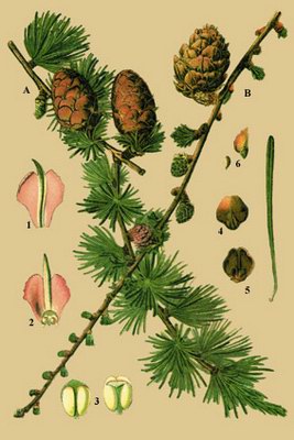   - Larix decidua Mill. // Pinus larix L. // Larix europaea Lam.