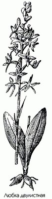   ( ) - Platanthera bifolia Rich.