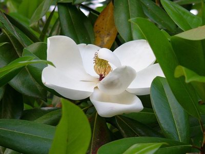   - Magnolia grandiflora L.