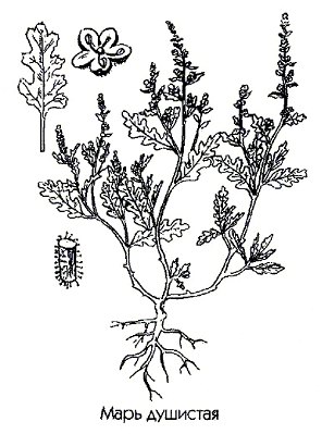   - Chenopodium botrys L